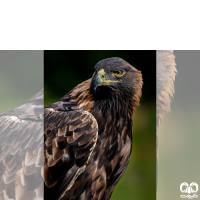 گونه عقاب طلایی Golden Eagle